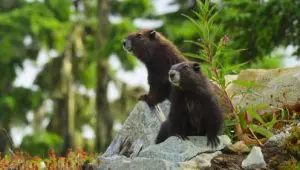 Island of the Sea Wolves: 1×2