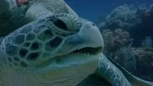 Hostile Planet: 1×2