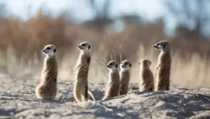 Hostile Planet: 1×5