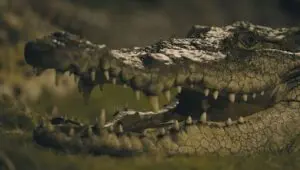 007: Road to a Million: 1×6