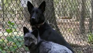 Unlikely Animal Friends: 3×3