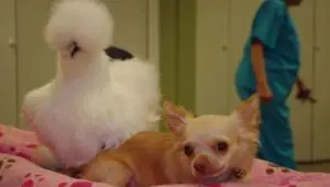 Unlikely Animal Friends: 2×1