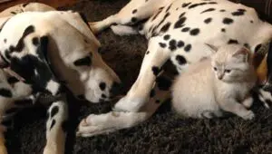 Unlikely Animal Friends: 2×6