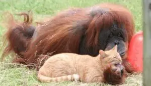 Unlikely Animal Friends: 1×2