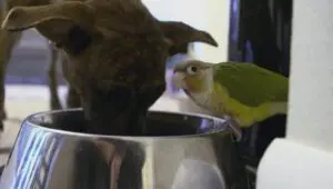 Unlikely Animal Friends: 3×6