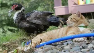 Unlikely Animal Friends: 3×2