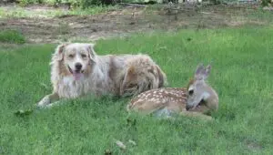 Unlikely Animal Friends: 2×4
