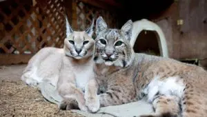 Unlikely Animal Friends: 1×1