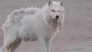 Kingdom of the White Wolf: 1×1