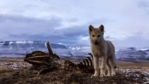 Kingdom of the White Wolf: 1×3