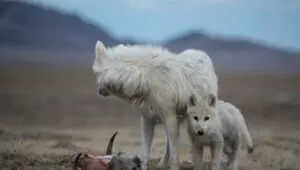 Kingdom of the White Wolf: 1×2