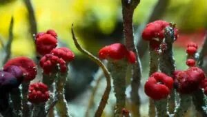 Life on Our Planet: 1×3