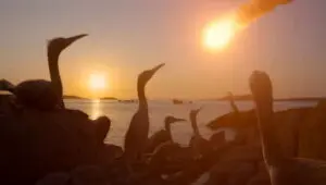 The Dinosaurs: 1×4