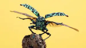 A Real Bug’s Life: 2×4
