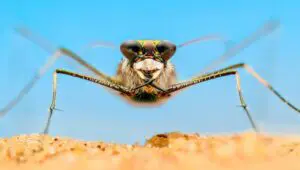 A Real Bug’s Life: 2×2
