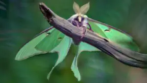 A Real Bug’s Life: 2×1