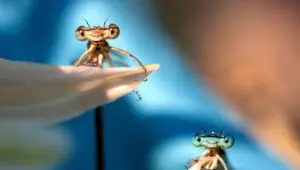 A Real Bug’s Life: 2×3