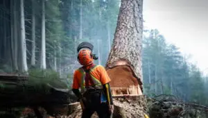 The Last Woodsmen: 2×1