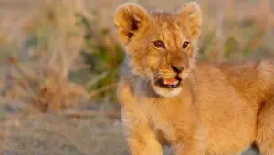Lion: 1×1