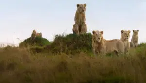 Lion: 1×4