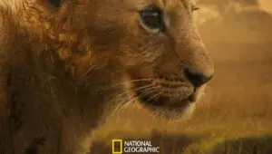 Lion: 1×2