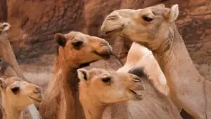 Africa Earth’s Wild Home: 1×4