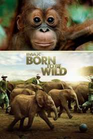 Born to Be Wild 2011