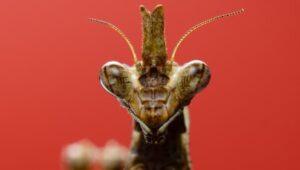 A Real Bug’s Life: 1×3