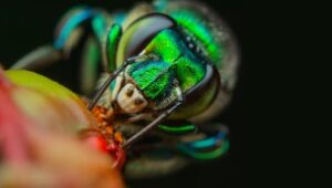 A Real Bug’s Life: 1×2