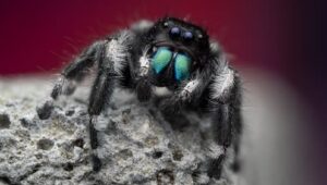 A Real Bug’s Life: 1×1