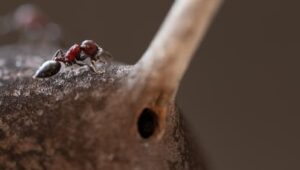 A Real Bug’s Life: 1×4