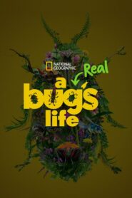 A Real Bug’s Life 2024