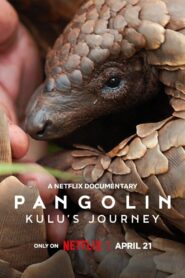 Pangolin: Kulu’s Journey 2025