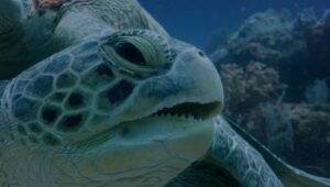 Hostile Planet: 1×2