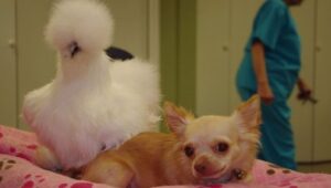 Unlikely Animal Friends: 2×1