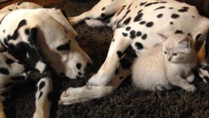 Unlikely Animal Friends: 2×6