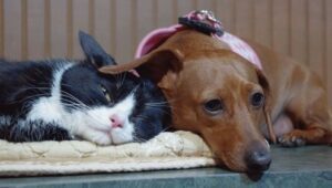 Unlikely Animal Friends: 2×2