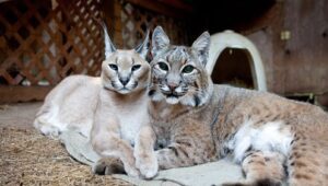 Unlikely Animal Friends: 1×1