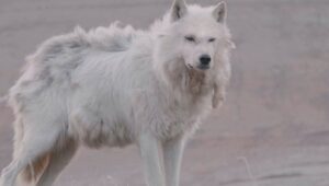 Kingdom of the White Wolf: 1×1